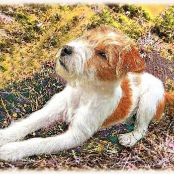 Katou (Jack Russel - Persan Terrier)