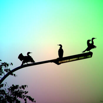 Photographie intitulée "Cormorants ..." par Christian Pavet, Œuvre d'art originale