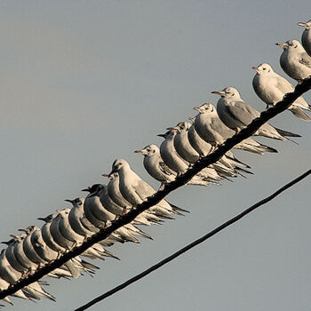 Photographie intitulée "Invasion" par Christian Pavet, Œuvre d'art originale