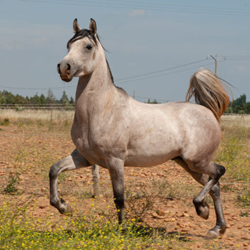 제목이 "Cheval arabe"인 사진 Christian Testaniere로, 원작, 디지털