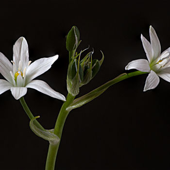 Photographie intitulée "Ornithogale en ombe…" par Christian Testaniere, Œuvre d'art originale, Photographie numérique