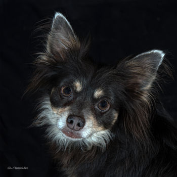 Photography titled "Regard de chien" by Christian Testaniere, Original Artwork, Digital Photography