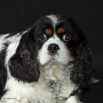 Photographie intitulée "Gaspard" par Christian Testaniere, Œuvre d'art originale, Photographie numérique