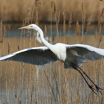 Photographie intitulée "Grande aigrette" par Christian Testaniere, Œuvre d'art originale, Photographie numérique