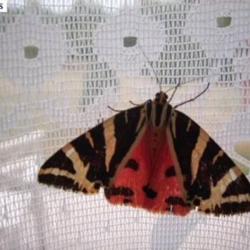 Photographie intitulée "Papillon sur le rid…" par Christiane Guilleminot, Œuvre d'art originale, Photographie non manipulée