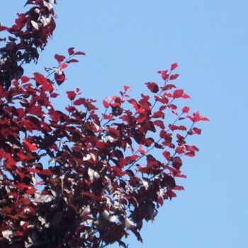 Fotografie mit dem Titel "Prunus sur le ciel…" von Christiane Guilleminot, Original-Kunstwerk, Nicht bearbeitete Fotografie