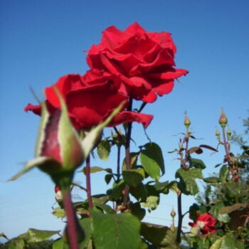 Photographie intitulée "Rouge rose" par Christiane Guilleminot, Œuvre d'art originale