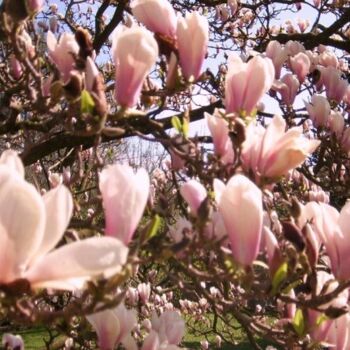 Photographie intitulée "Magnolias for ever" par Christiane Guilleminot, Œuvre d'art originale