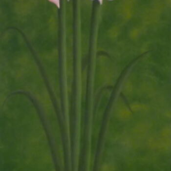 Schilderij getiteld "bouquet d'amaryllis" door Christian Salaun, Origineel Kunstwerk