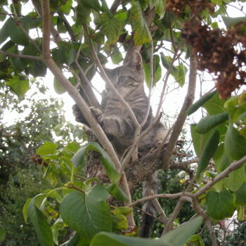 "Découverte de chaton" başlıklı Fotoğraf Christine Chomicki tarafından, Orijinal sanat