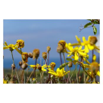Photographie intitulée "Fleurs jaunes" par Christine Lebel, Œuvre d'art originale, Photographie non manipulée