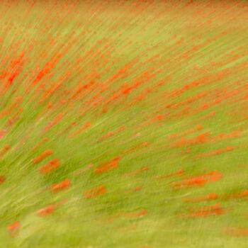 Fotografie mit dem Titel "Mohnblumen im Wind" von Christoph Funke, Original-Kunstwerk, Digitale Fotografie