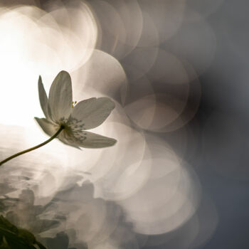 Photography titled "Frühling" by Christoph Funke, Original Artwork, Digital Photography