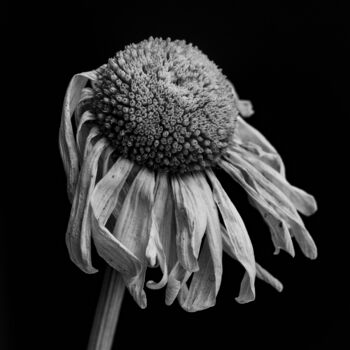 Photography titled "Walkside Flower #01" by Christophe Aubry, Original Artwork, Digital Photography Mounted on Aluminium