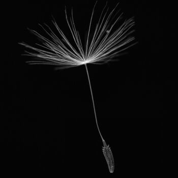 Fotografie getiteld "Walkside Flower #4" door Christophe Aubry, Origineel Kunstwerk, Digitale fotografie