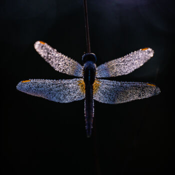 Fotografia intitulada "Light of dragonfly" por Christophe Perraud, Obras de arte originais, Fotografia digital Montado em Al…