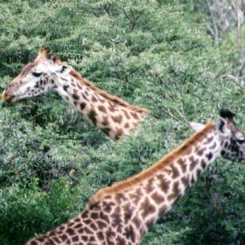 Fotografia intitulada "Girafes Masai" por Christophe Muller, Obras de arte originais