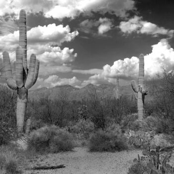 Photographie intitulée "Saguaro cacti in th…" par Christopher L Smith, Œuvre d'art originale, Photographie numérique