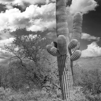 Fotografía titulada "Large Saguaro cacti…" por Christopher L Smith, Obra de arte original, Fotografía digital
