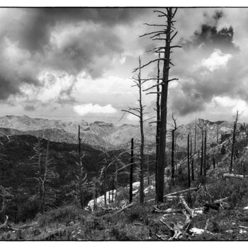 Fotografia intitolato "Fire damaged trees…" da Christopher L Smith, Opera d'arte originale, Fotografia digitale