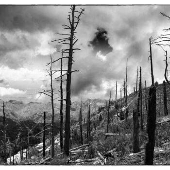 Fotografia intitolato "Fire damaged trees…" da Christopher L Smith, Opera d'arte originale, Fotografia digitale