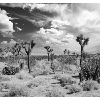 Photography titled "Joshua Tree in the…" by Christopher L Smith, Original Artwork, Digital Photography