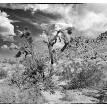 "Joshua Tree Nationa…" başlıklı Fotoğraf Christopher L Smith tarafından, Orijinal sanat, Dijital Fotoğrafçılık