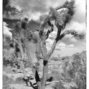 Photographie intitulée "View of Joshua Tree…" par Christopher L Smith, Œuvre d'art originale, Photographie numérique