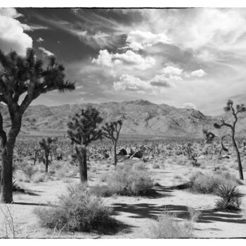 Photography titled "View of Joshua Tree…" by Christopher L Smith, Original Artwork, Digital Photography