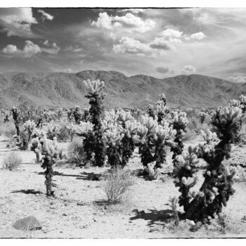 Photography titled "The Cholla Gardens…" by Christopher L Smith, Original Artwork, Digital Photography
