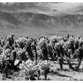 Photography titled "The Cholla Gardens…" by Christopher L Smith, Original Artwork, Digital Photography