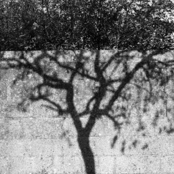 Photography titled "Tree" by Christophe Ricou, Original Artwork