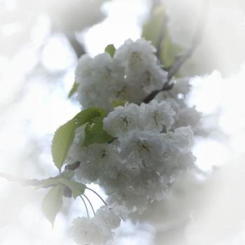 Fotografia zatytułowany „White Blossom” autorstwa Wilf, Oryginalna praca