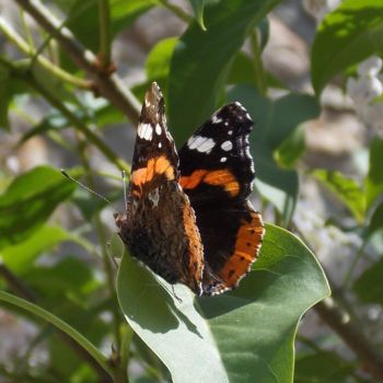 Fotografía titulada "papillon de jour" por Cilce, Obra de arte original