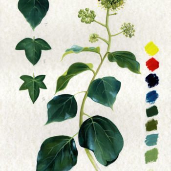 Dessin intitulée "Study of Ivy" par Cinzia Marotta, Œuvre d'art originale, Huile