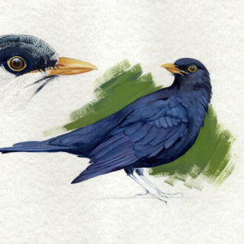 Rysunek zatytułowany „Study of Blackbird” autorstwa Cinzia Marotta, Oryginalna praca, Olej