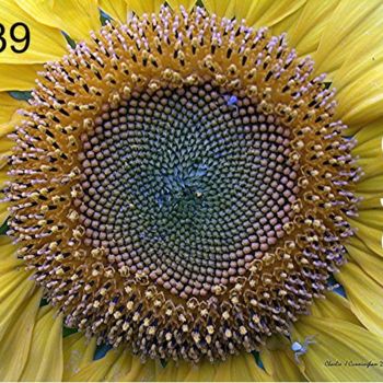 Photography titled "Sunflower 2" by Charles Cunningham, Original Artwork