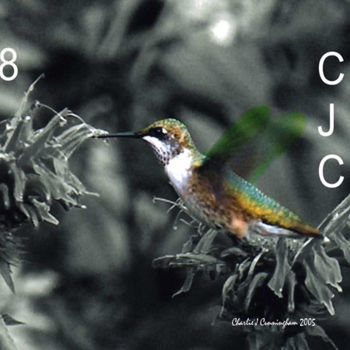 摄影 标题为“Hummingbird 1” 由Charles Cunningham, 原创艺术品