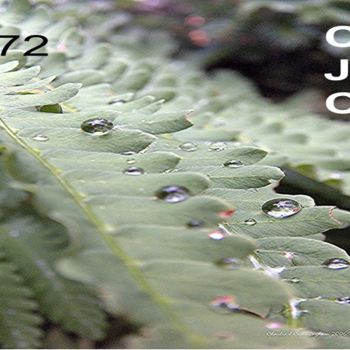 Photography titled "Fern and rain drops" by Charles Cunningham, Original Artwork