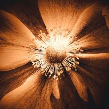 数字艺术 标题为“Flower Centre Sepia” 由Chris Kitchener, 原创艺术品