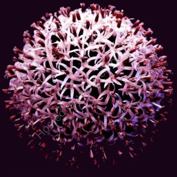 Digitale Kunst mit dem Titel "Flower Head Red" von Chris Kitchener, Original-Kunstwerk