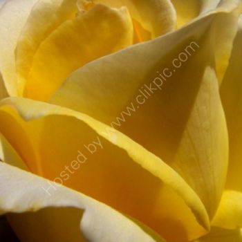 Arte digitale intitolato "Rose Yellow" da Chris Kitchener, Opera d'arte originale