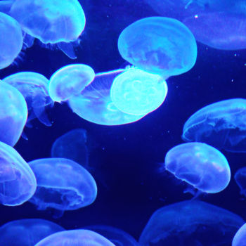 Photographie intitulée "Blue jellyfish" par Angie Black, Œuvre d'art originale, Photographie numérique