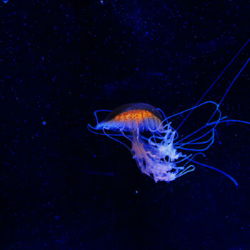 Fotografía titulada "Jellyfish in space" por Angie Black, Obra de arte original, Fotografía digital