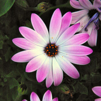 Photographie intitulée "Fleur bretonne" par Angie Black, Œuvre d'art originale, Photographie numérique