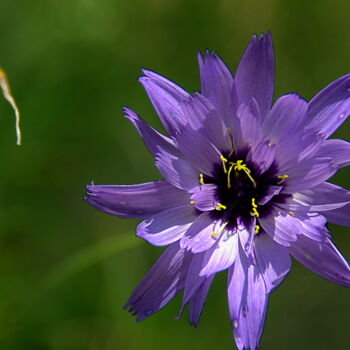 Photography titled "Fleur violette" by Angie Black, Original Artwork, Digital Photography