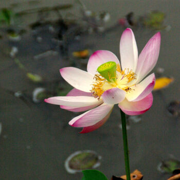 Photography titled "Lotus" by Angie Black, Original Artwork, Digital Photography