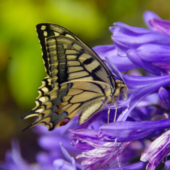 Photography titled "Papillon sur agapan…" by Angie Black, Original Artwork, Digital Photography