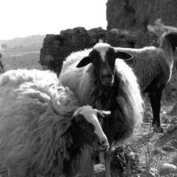 Photography titled "Moutons3" by Chiara D., Original Artwork
