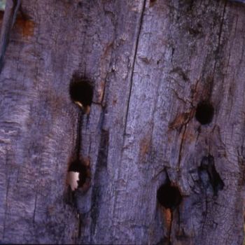 Fotografia intitolato "Génie de Bois" da Chiara D., Opera d'arte originale